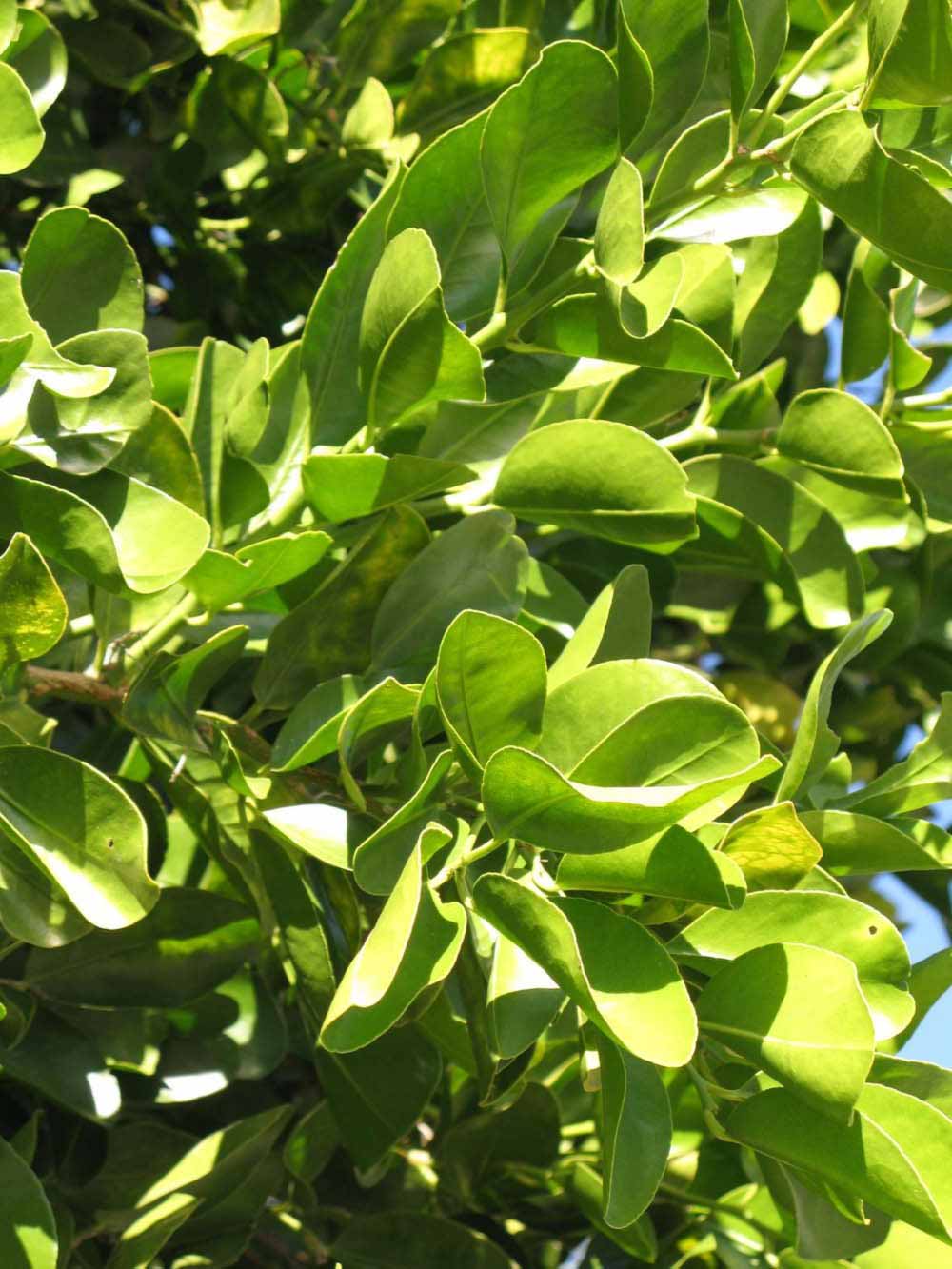           Sun leaves (Winter Haven, FL)   